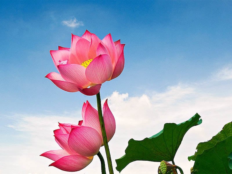 sao tam thai tại cung ph&uacute;c đức